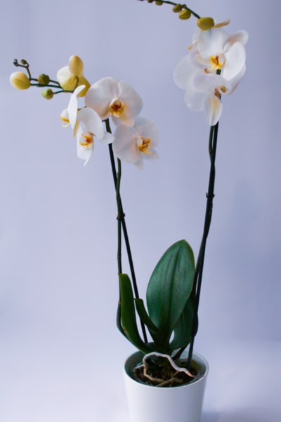 storczyk warszawa darmowa dostawa poczta kwiatowa