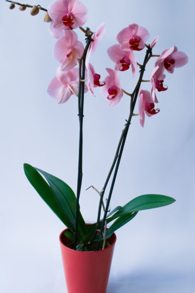 storczyk poczta kwiatowa warszawa darmowa dostawa